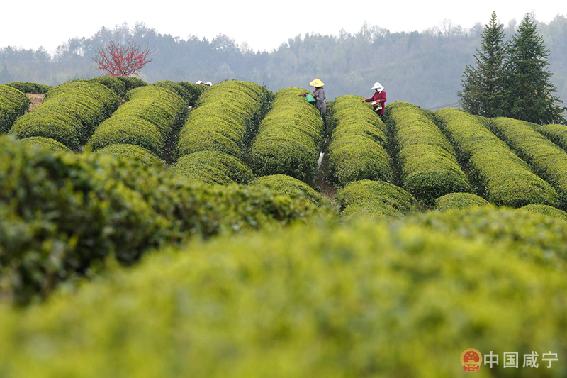 西秀茶园：11万亩生态之美促使高收益这里藏着春天的活力